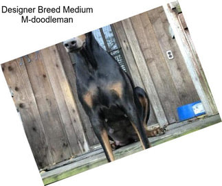 Designer Breed Medium M-doodleman