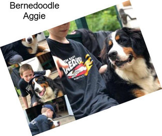 Bernedoodle Aggie