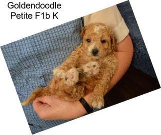 Goldendoodle Petite F1b K