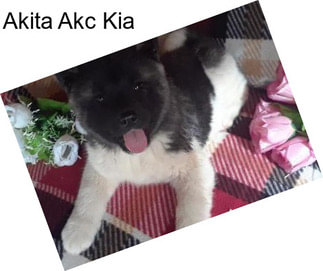 Akita Akc Kia