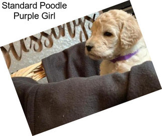 Standard Poodle Purple Girl