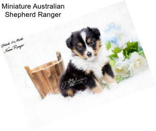 Miniature Australian Shepherd Ranger