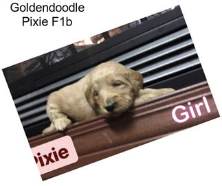 Goldendoodle Pixie F1b