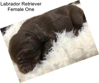 Labrador Retriever Female One