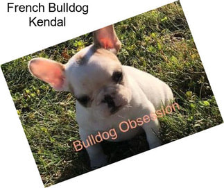 French Bulldog Kendal