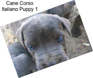 Cane Corso Italiano Puppy 1