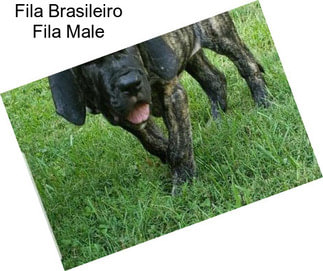 Fila Brasileiro Fila Male