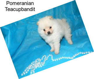 Pomeranian Teacupbandit