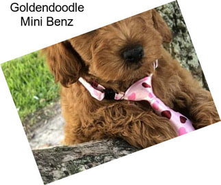 Goldendoodle Mini Benz