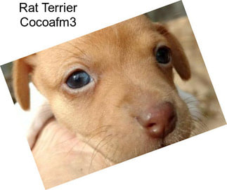 Rat Terrier Cocoafm3