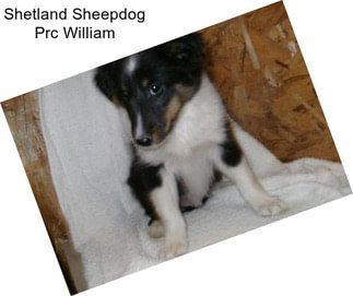 Shetland Sheepdog Prc William