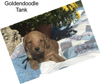Goldendoodle Tank