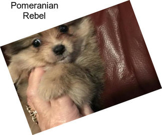 Pomeranian Rebel