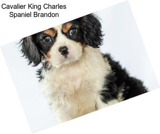 Cavalier King Charles Spaniel Brandon