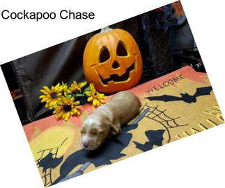 Cockapoo Chase