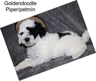 Goldendoodle Piper/petmin