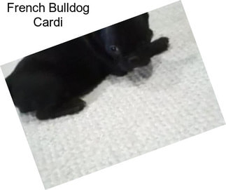 French Bulldog Cardi