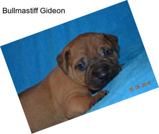 Bullmastiff Gideon