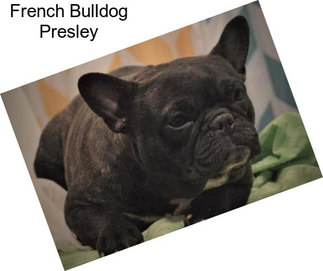 French Bulldog Presley