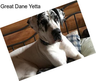 Great Dane Yetta