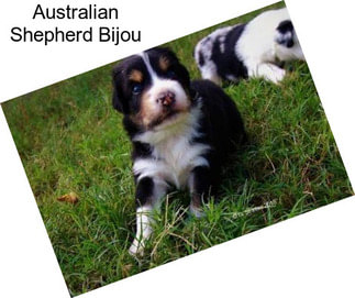 Australian Shepherd Bijou