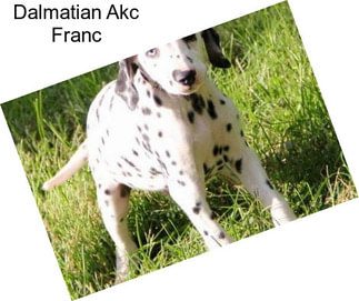 Dalmatian Akc Franc