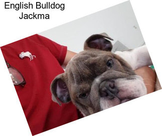 English Bulldog Jackma