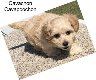 Cavachon Cavapoochon