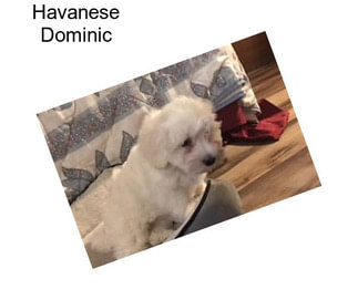 Havanese Dominic