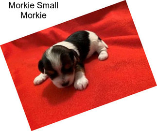 Morkie Small Morkie