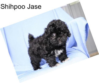 Shihpoo Jase