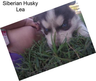 Siberian Husky Lea