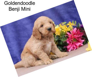 Goldendoodle Benji Mini