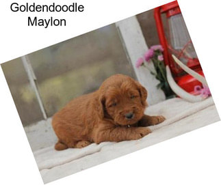 Goldendoodle Maylon