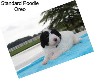 Standard Poodle Oreo