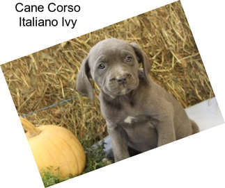 Cane Corso Italiano Ivy