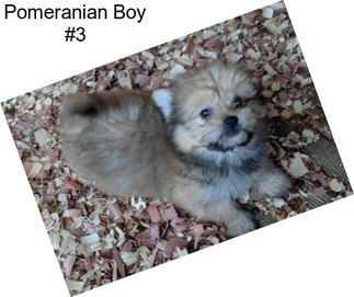 Pomeranian Boy #3