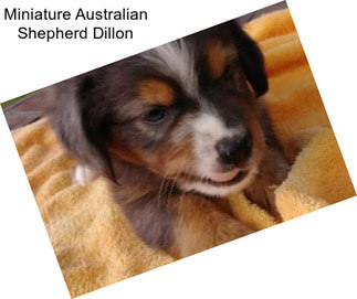 Miniature Australian Shepherd Dillon