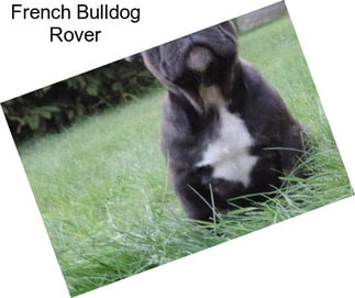 French Bulldog Rover