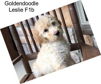 Goldendoodle Leslie F1b