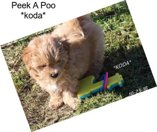 Peek A Poo *koda*