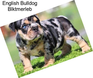 English Bulldog Blktmerleb