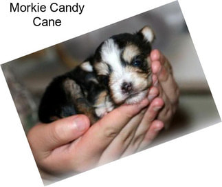 Morkie Candy Cane