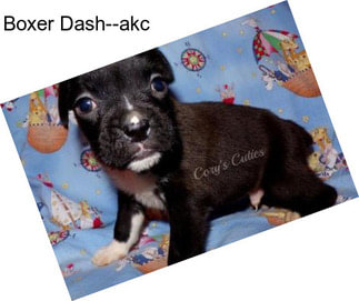 Boxer Dash--akc