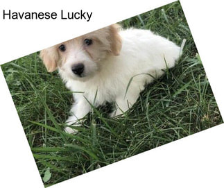 Havanese Lucky