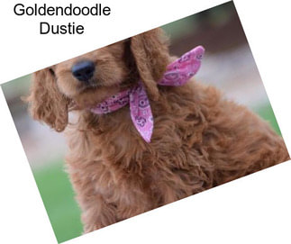 Goldendoodle Dustie