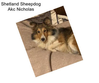 Shetland Sheepdog Akc Nicholas