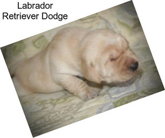 Labrador Retriever Dodge