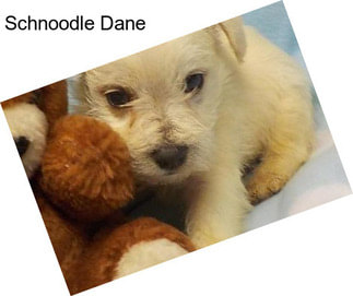 Schnoodle Dane