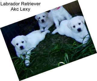 Labrador Retriever Akc Lexy